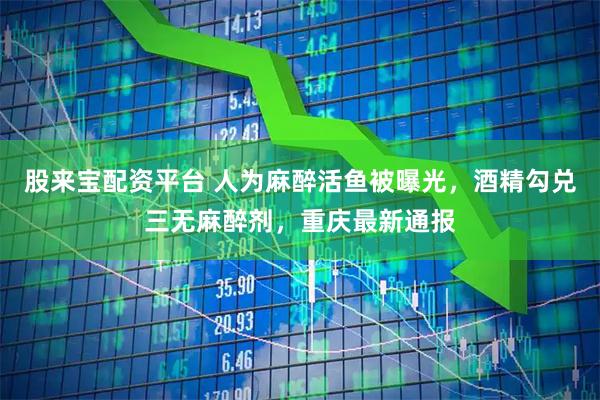 股来宝配资平台 人为麻醉活鱼被曝光，酒精勾兑三无麻醉剂，重庆最新通报
